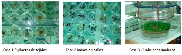 Visión y perspectiva hacia la Embriogénesis Somática - Image 2