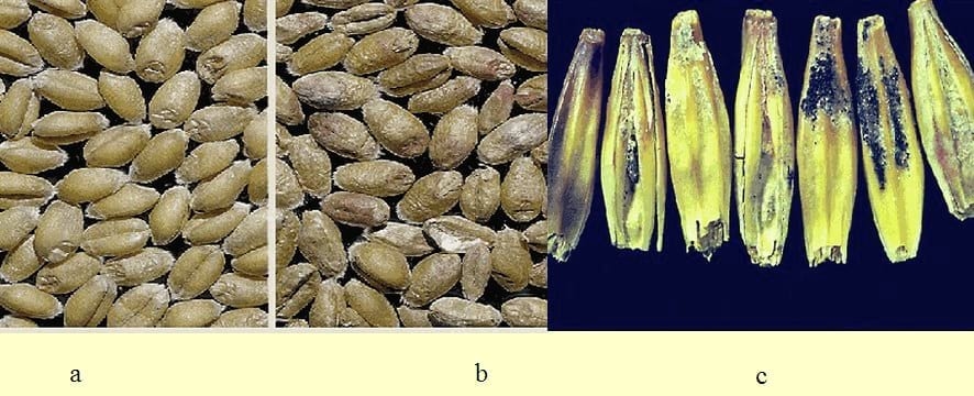 Fusariosis de la Espiga en Trigo y Cebada - Image 3