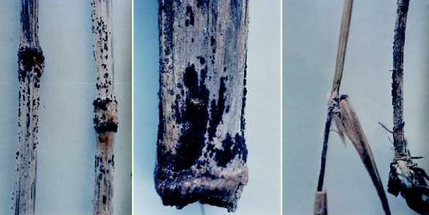 Fusariosis de la Espiga en Trigo y Cebada - Image 6