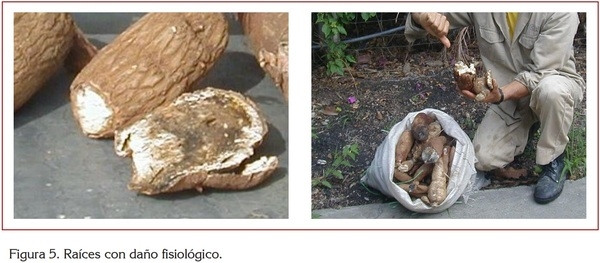 USO DE LA YUCA ALIMENTACIÓN ANIMAL - Image 8