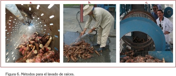 USO DE LA YUCA ALIMENTACIÓN ANIMAL - Image 11
