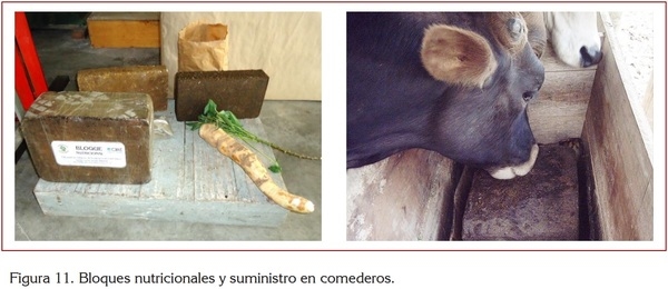 USO DE LA YUCA ALIMENTACIÓN ANIMAL - Image 18
