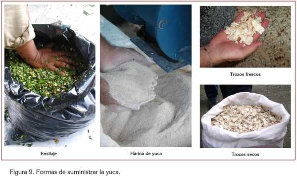 USO DE LA YUCA ALIMENTACIÓN ANIMAL - Image 14