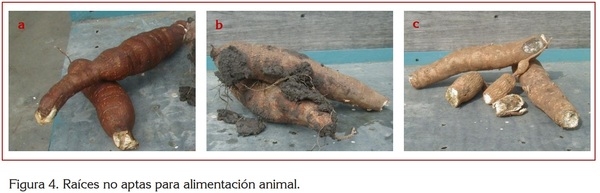 USO DE LA YUCA ALIMENTACIÓN ANIMAL - Image 7
