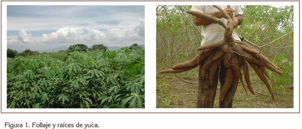 USO DE LA YUCA ALIMENTACIÓN ANIMAL - Image 1