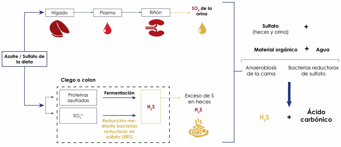 ¿Debería preocuparnos el nivel de azufre y sulfato en las dietas avícolas? - Image 1
