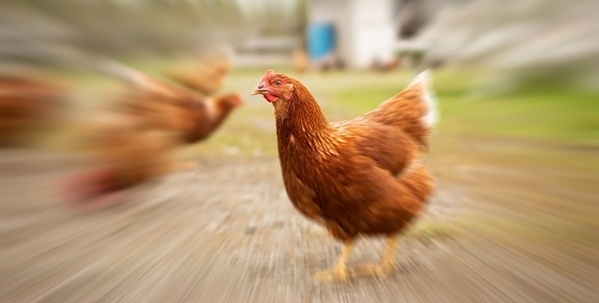 Primun Salmonella E, una nueva propuesta de Calier en la prevención frente a Salmonelosis aviar - Image 1