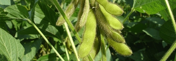 La cáscara de la soya es prebiótica: ¿por qué conservarla? - Image 1