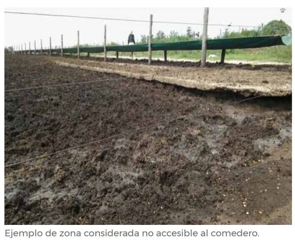 Principio de Buena Alimentación - Image 6