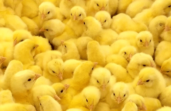 Características nutricionales de los pollos de engorde 