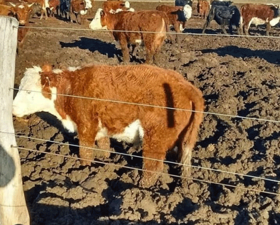 BUENAS PRÁCTICAS GANADERAS & BIENESTAR ANIMAL