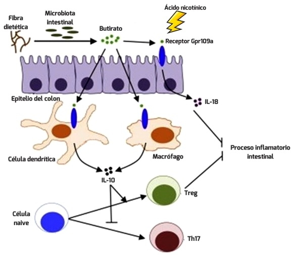 La importancia de los marcadores de la salud intestinal en la evaluación de probióticos - Image 7