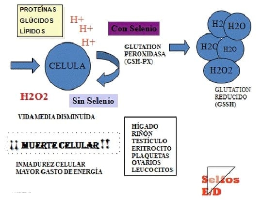Cofactores metálicos catalíticos biodisponibles - Image 1