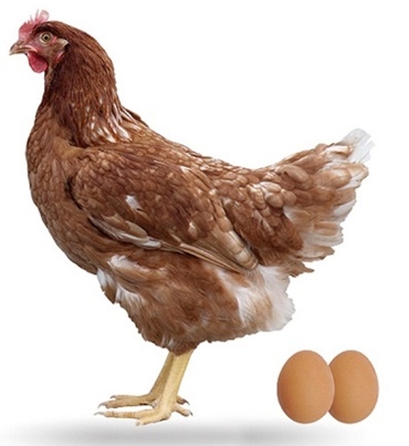 Anatomía del Pollo - Image 4
