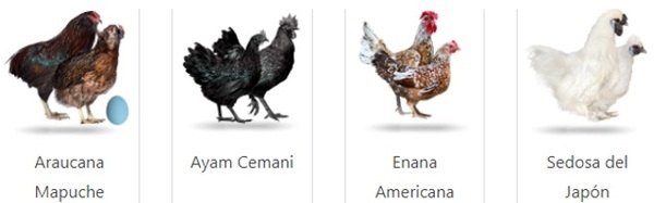 Anatomía del Pollo - Image 12