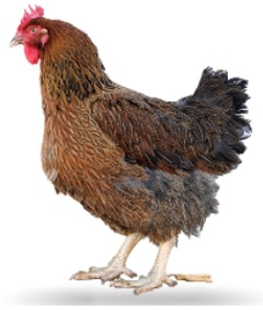 Anatomía del Pollo - Image 7