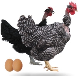 Anatomía del Pollo - Image 6