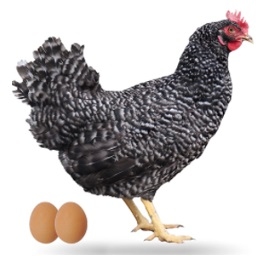 Anatomía del Pollo - Image 5