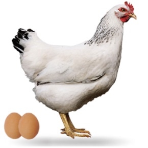 Anatomía del Pollo - Image 10