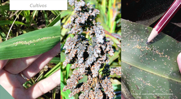 PLAGA EMERGENTE EN SORGO