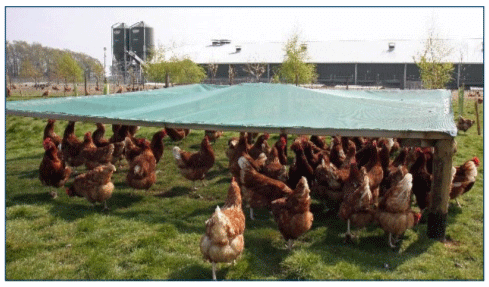 Figura 7. Pastura al aire libre con un área con programa 