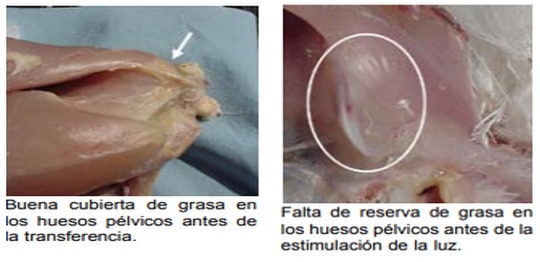 Nutrición de precisión y holística en reproductoras pesadas - Image 16