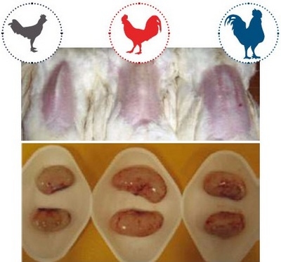 Nutrición de precisión y holística en reproductoras pesadas - Image 10