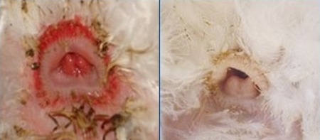 Nutrición de precisión y holística en reproductoras pesadas - Image 2