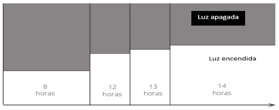 Nutrición de precisión y holística en reproductoras pesadas - Image 19
