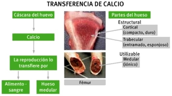 Nutrición de precisión y holística en reproductoras pesadas - Image 14