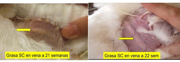 Nutrición de precisión y holística en reproductoras pesadas - Image 17