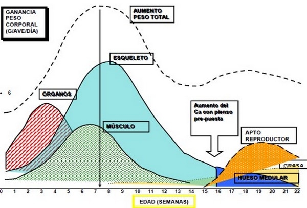 Nutrición de precisión y holística en reproductoras pesadas - Image 2