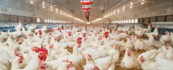 Nutrición de precisión y holística en reproductoras pesadas - Image 15