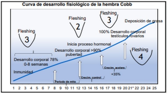 Nutrición de precisión y holística en reproductoras pesadas - Image 3