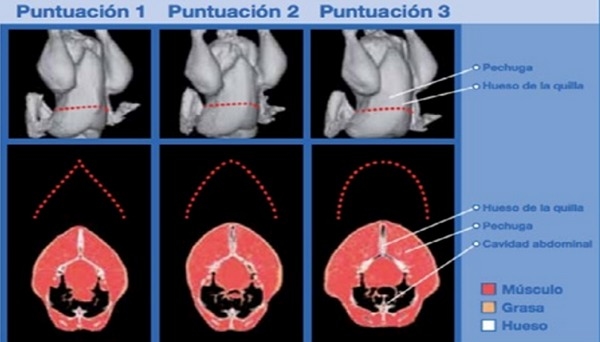 Nutrición de precisión y holística en reproductoras pesadas - Image 18