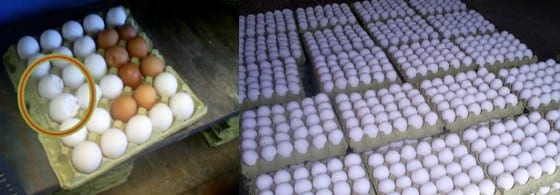 Uso de butirato en Ponedoras Comerciales. Pruebas a campo en Colombia - Image 15