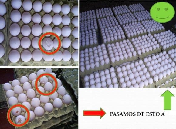 Uso de butirato en Ponedoras Comerciales. Pruebas a campo en Colombia - Image 12