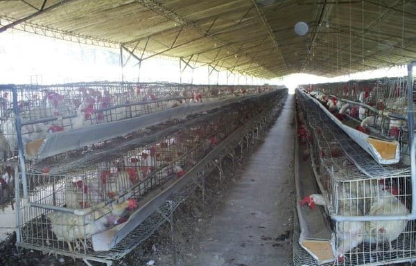 Uso de butirato en Ponedoras Comerciales. Pruebas a campo en Colombia - Image 10