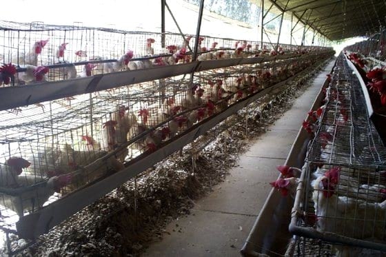 Uso de butirato en Ponedoras Comerciales. Pruebas a campo en Colombia - Image 17