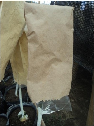 PROTOCOLO PARA LA IMPLEMENTACION DE VIVEROS DE AGUACATE - Image 32