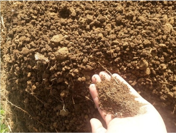PROTOCOLO PARA LA IMPLEMENTACION DE VIVEROS DE AGUACATE - Image 9