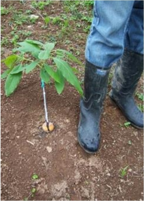 PROTOCOLO PARA LA IMPLEMENTACION DE VIVEROS DE AGUACATE - Image 24