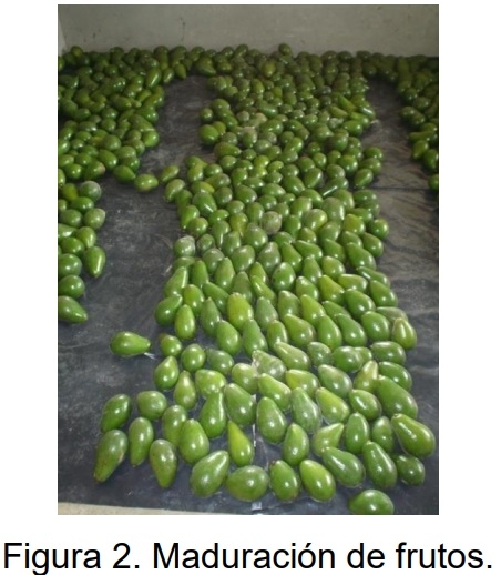 PROTOCOLO PARA LA IMPLEMENTACION DE VIVEROS DE AGUACATE - Image 2