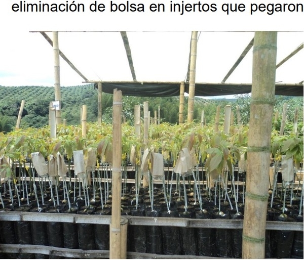 PROTOCOLO PARA LA IMPLEMENTACION DE VIVEROS DE AGUACATE - Image 30