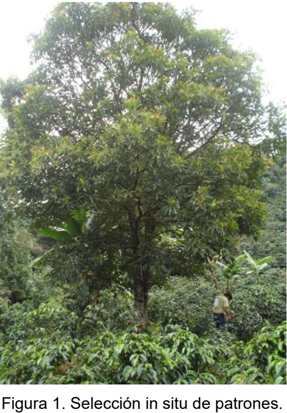 PROTOCOLO PARA LA IMPLEMENTACION DE VIVEROS DE AGUACATE - Image 1