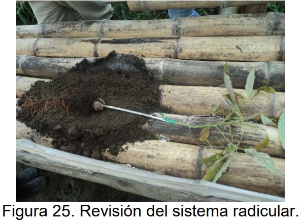 PROTOCOLO PARA LA IMPLEMENTACION DE VIVEROS DE AGUACATE - Image 21