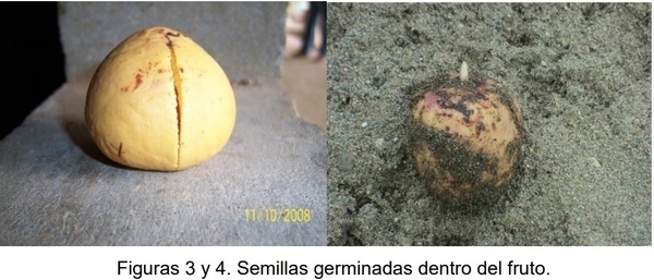PROTOCOLO PARA LA IMPLEMENTACION DE VIVEROS DE AGUACATE - Image 3