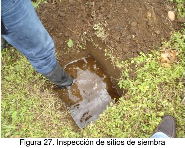 PROTOCOLO PARA LA IMPLEMENTACION DE VIVEROS DE AGUACATE - Image 23