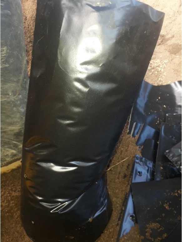 PROTOCOLO PARA LA IMPLEMENTACION DE VIVEROS DE AGUACATE - Image 10