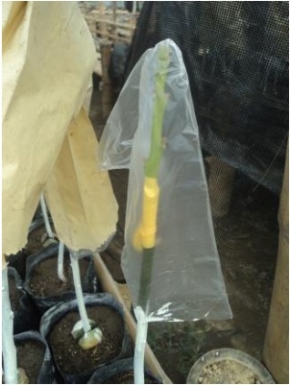 PROTOCOLO PARA LA IMPLEMENTACION DE VIVEROS DE AGUACATE - Image 31